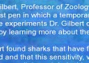 Attack Patterns of Sharks