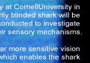 Attack Patterns of Sharks