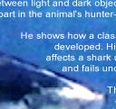 Attack Patterns of Sharks