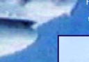 Attack Patterns of Sharks