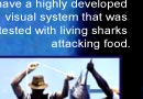 Attack Patterns of Sharks